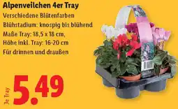 Lidl Alpenveilchen 4er Tray Angebot