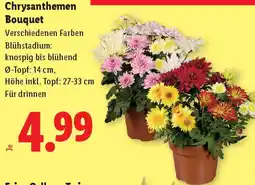 Lidl Chrysanthemen Bouquet Angebot