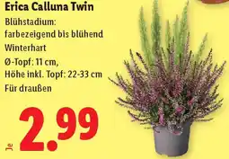 Lidl Erica Calluna Twin Angebot