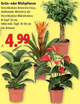 Lidl Grün- oder Blühpflanze Angebot