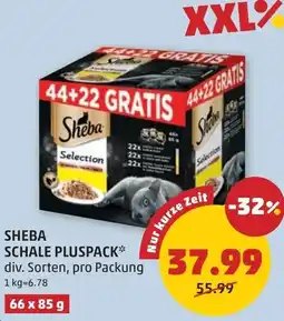 PENNY Sheba schale pluspack Angebot