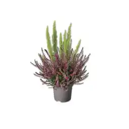 Lidl Erica Calluna Twin Lidl Angebot