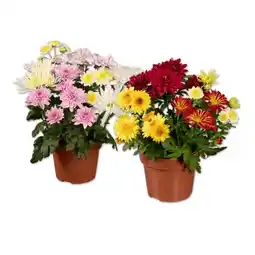 Lidl Chrysanthemen Bouquet Lidl Angebot