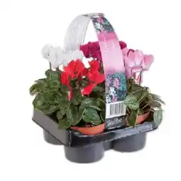 Lidl Alpenveilchen 4er Tray verschiedene Blütenfarben Lidl Angebot