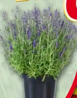 Norma Lavendel Angebot