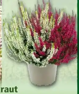 Norma Garden Girls Heidekraut Calluna Twins Angebot