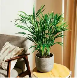 Hofer Areca-Palme HOFER Angebot