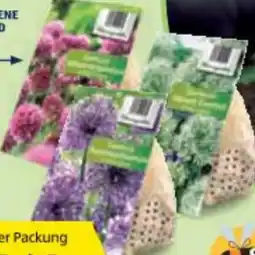Hofer Blumenzwiebeln Zierlauch versch. Sorten und Farben HOFER Angebot