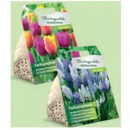Hofer Blumenzwiebeln „Farbsymphonie” versch. Sorten HOFER Angebot