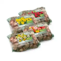 Hofer Blumenzwiebeln Grosspackung versch. Blütenfarben HOFER Angebot