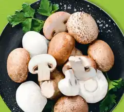 Hofer Hofer Marktplatz Champignons Angebot