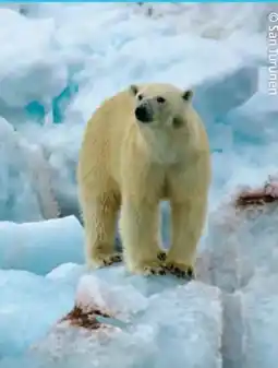 Hofer Hofer-Reisen City-Trip-Expeditions-Kreuzfahrt-Island-Jan Mayen-Spitzbergen Angebot