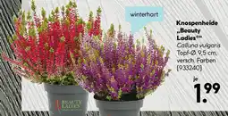 Hellweg Knospenheide Beauty Ladies Angebot