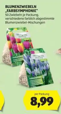Hofer BLUMENZWIEBELN „FARBSYMPHONIE“ Angebot