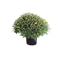 Hellweg Chrysanthemen-Busch Angebot