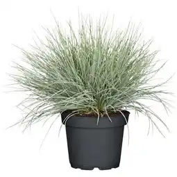 Hellweg Plantiflor Herbstpflanzen Silberner Herbst Angebot