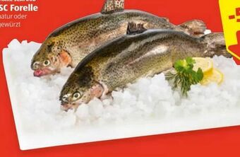 Hofer Forelle Angebot