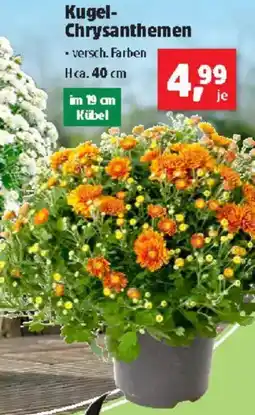 Thomas Philipps Kugel- Chrysanthemen Angebot