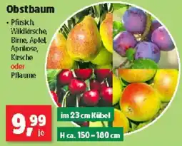 Thomas Philipps Obstbaum Angebot