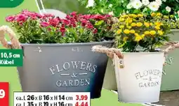Thomas Philipps Chrysantheme Patlo Mum Angebot