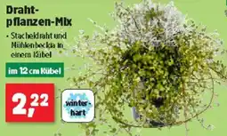 Thomas Philipps Drahtpflanzen Mix Angebot