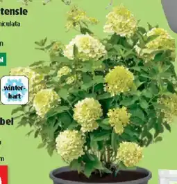 Thomas Philipps Rispenhortensle Angebot