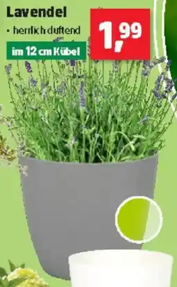 Thomas Philipps Lavendel Angebot