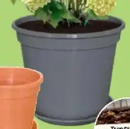 Thomas Philipps Blumenkübel Angebot