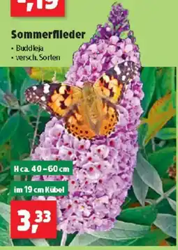 Thomas Philipps Sommerfileder Angebot