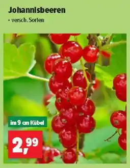 Thomas Philipps Johannisbeeren Angebot