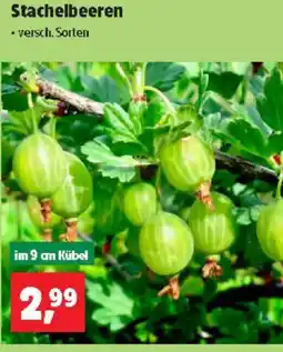 Thomas Philipps Stachelbeeren Angebot