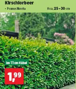 Thomas Philipps Kirschlorbeer Angebot