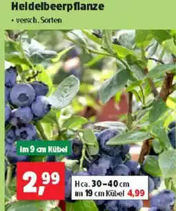 Thomas Philipps Heldelbeerpflanze Angebot