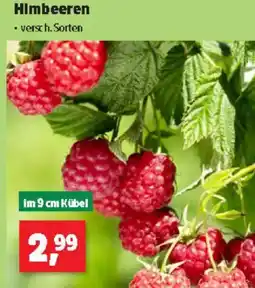 Thomas Philipps Himbeeren Angebot