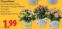 Lidl Chrysanthemen Angebot