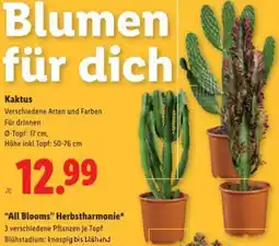 Lidl Kaktus Angebot