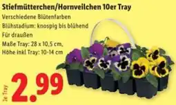 Lidl Stiefmütterchen/Hornveilchen Angebot