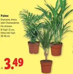 Lidl Palme Angebot