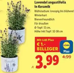 Lidl Lavendel angustifolia Angebot