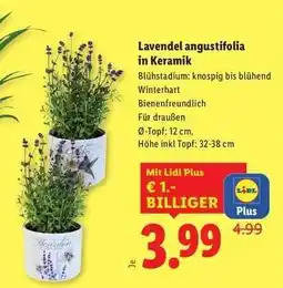 Lidl Lavendel angustifolia in Keramik Angebot