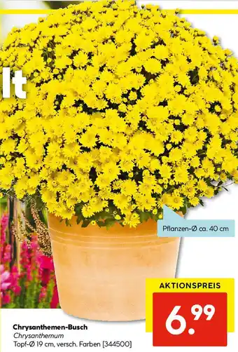 Hellweg Chrysanthemen-Busch Angebot