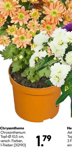 Hellweg Chrysantheme Angebot