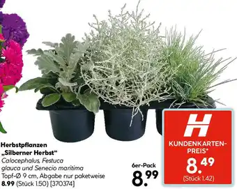 Hellweg Herbstpflanzen Silberner Herbst Angebot