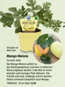 Bauhaus Mango-Melone Angebot