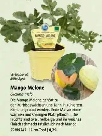 Bauhaus Mango-Melone Angebot