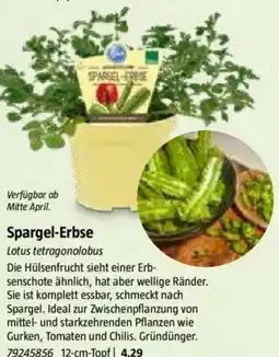 Bauhaus Spargel-Erbse Angebot