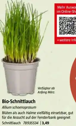 Bauhaus Bio-Schnittlauch Angebot