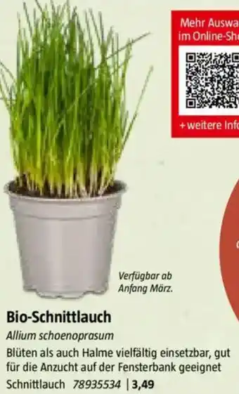 Bauhaus Bio-Schnittlauch Angebot