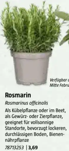 Bauhaus Rosmarin Angebot