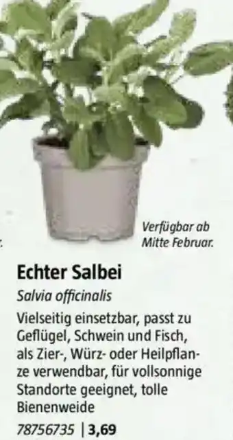 Bauhaus Echter Salbei Angebot